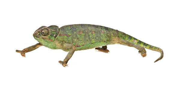 Chameleon izolované na bílém pozadí — Stock fotografie
