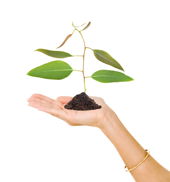 stock image Tree in hand as a symbol of nature potection