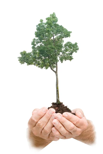 Árbol en las manos como símbolo de la naturaleza potection — Foto de Stock