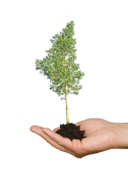 Árbol en mano como símbolo de la maceta de la naturaleza —  Fotos de Stock