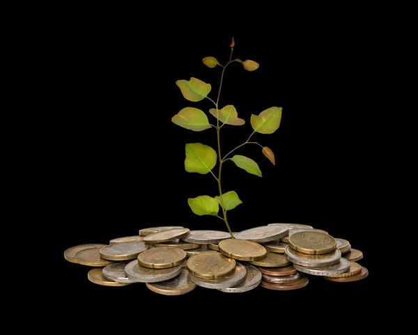 Tree growing from pile of coins — Stock Photo, Image