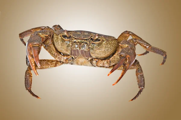 Semi-terrestrial freshwater crab — Stock Photo, Image