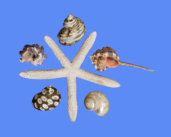 Close up of starfish — Stock Photo, Image