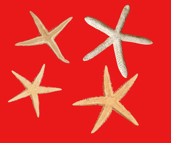 Primer plano de las estrellas de mar —  Fotos de Stock