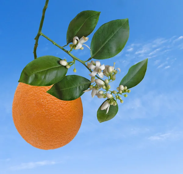 Portakal ve çiçekler — Stok fotoğraf