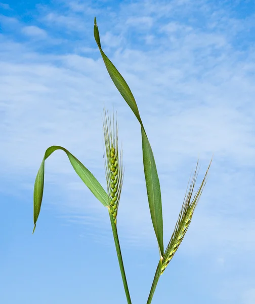 Buğdayı Kapat — Stok fotoğraf