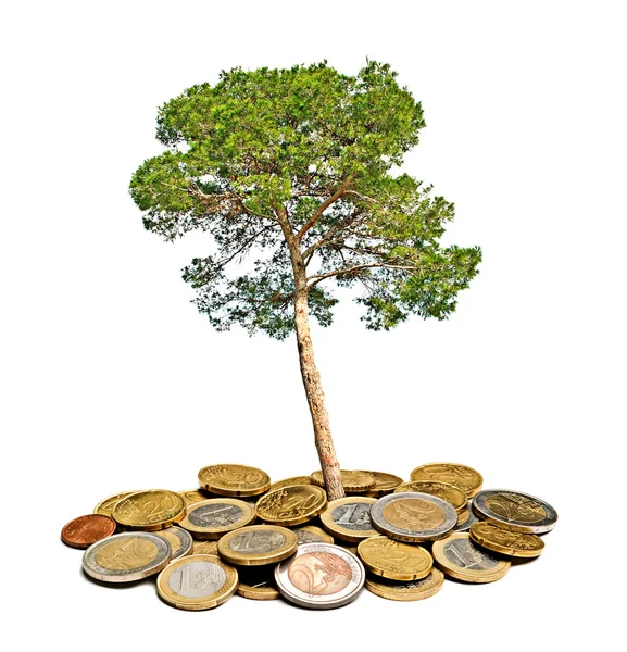 Pine tree growing from pile of coins — Stock Photo, Image