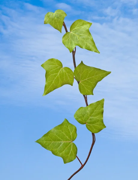 Ivy on sky background — Stock Photo, Image