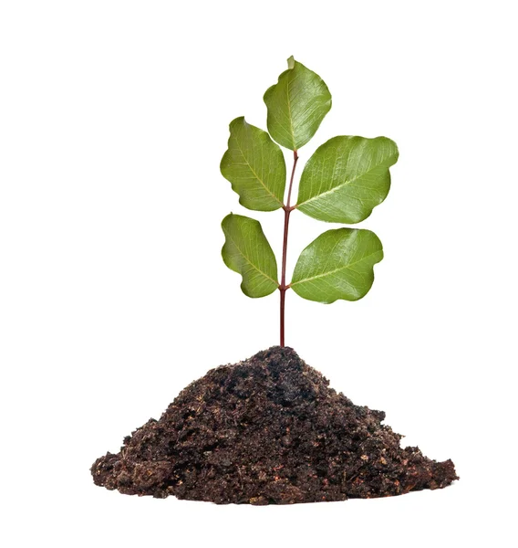 Tree shoot in soil isolated white on background — Stock Photo, Image
