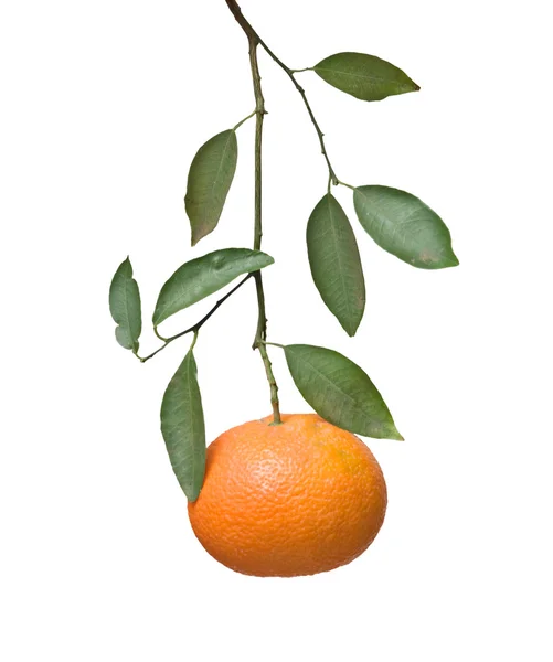 Mandarine auf Ast — Stockfoto