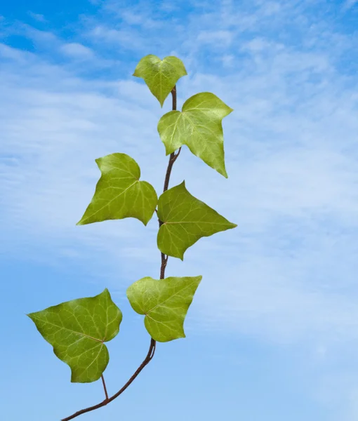 Ivy gökyüzü arka plan üzerinde — Stok fotoğraf