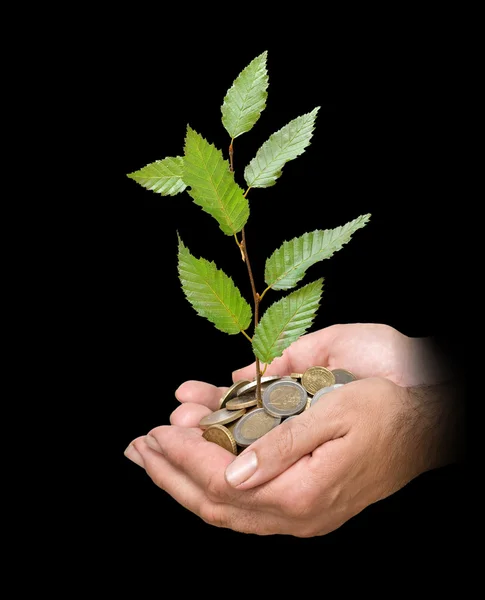 Händer med en tree growng från högen av mynt — Stockfoto