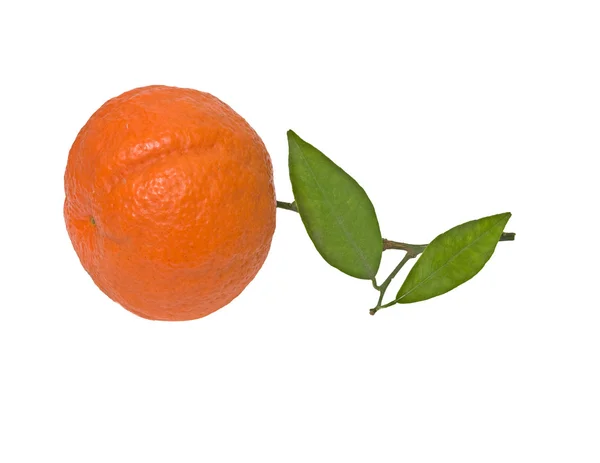 分支上橘 — 图库照片