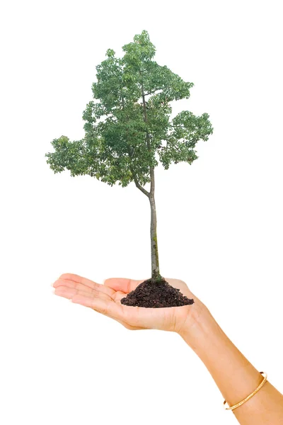 Tree in hand as a symbol of nature potection — Stockfoto