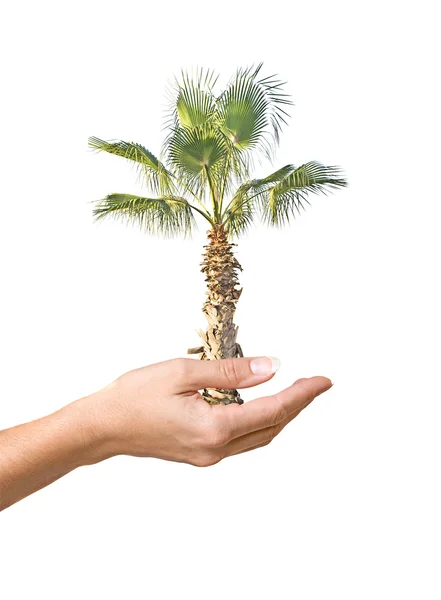 Palm tree in hand as a symbol of nature potection — Stock Photo, Image