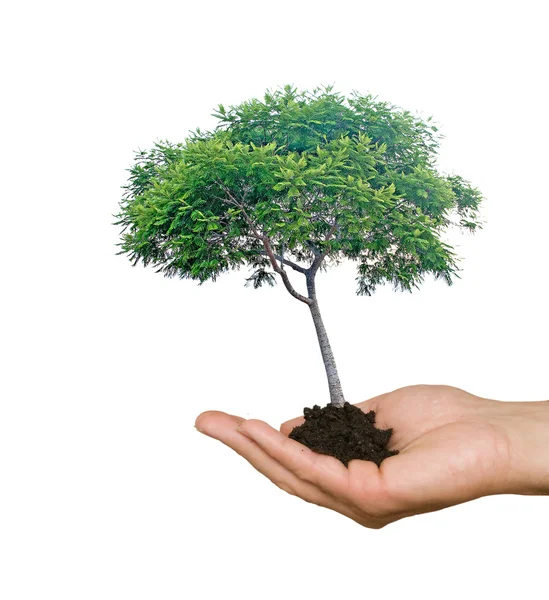 Träd i händerna som en symbol för naturen potection — Stockfoto