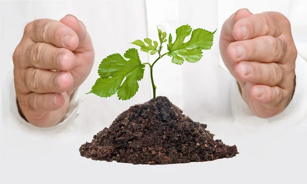 stock image Tree shoot in hands as a symbol of nature potection