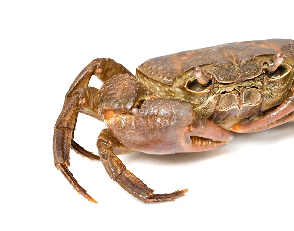 Semi terrestrial sötvatten krabba — Stockfoto