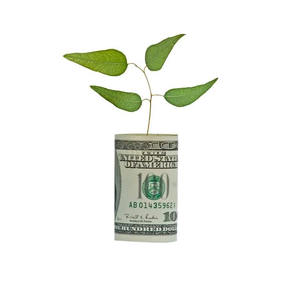 ドルから成長しているツリー — ストック写真
