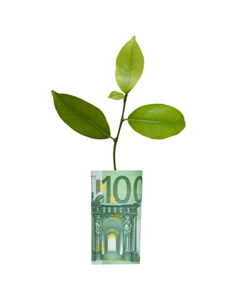 Drzewa rosnące z rachunku euro — Zdjęcie stockowe