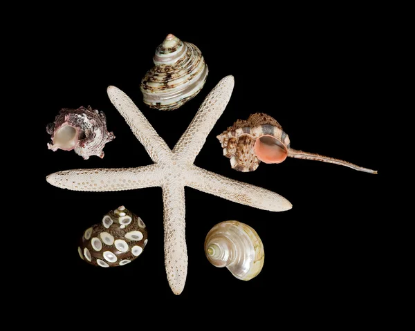 Close-up de estrelas do mar e conchas — Fotografia de Stock
