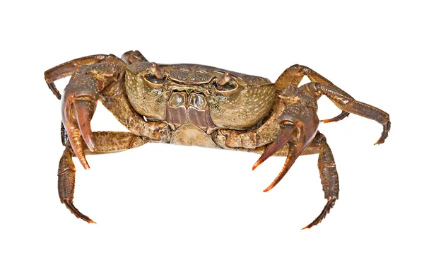 Semi-terrestrial freshwater crab — Stock Photo, Image