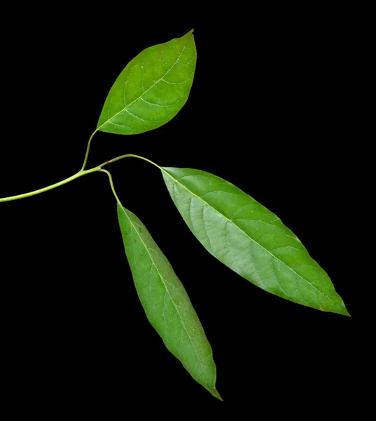 Branch of avocado tree — Stock Photo, Image