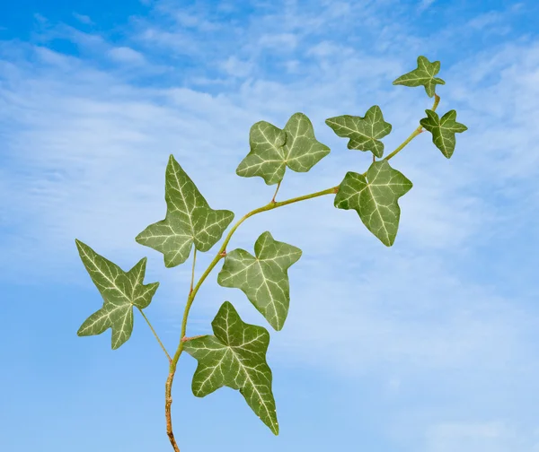 Ivy on sky background — Stock Photo, Image