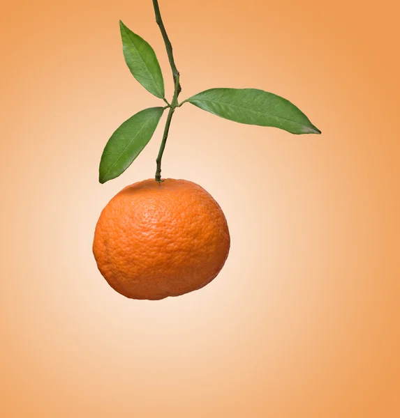 Tangerine on branch — Stock Photo, Image