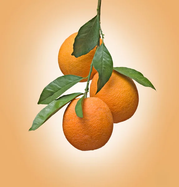 Gren med mogna apelsiner — Stockfoto