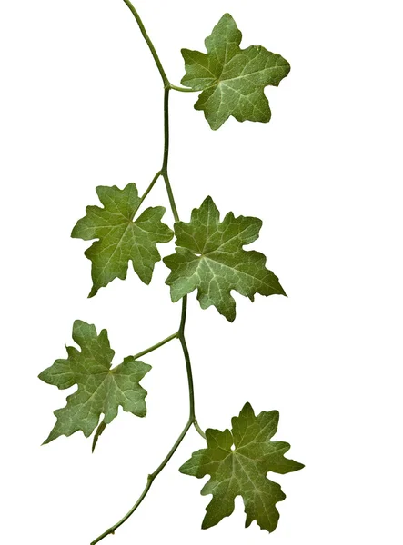 Close up of vine — Stock Photo, Image