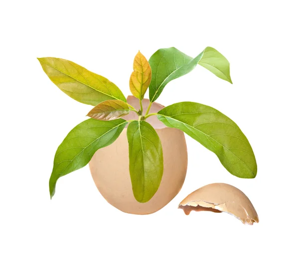 Avocado tree growing from egg — Stock Photo, Image