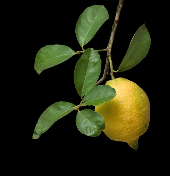 Limão no ramo isolado no fundo preto — Fotografia de Stock