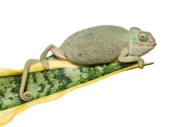 Chameleon on a leaf — Stock Photo, Image