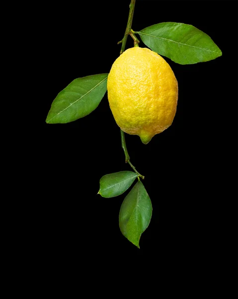 Лимон на ветке изолирован на черном фоне — стоковое фото