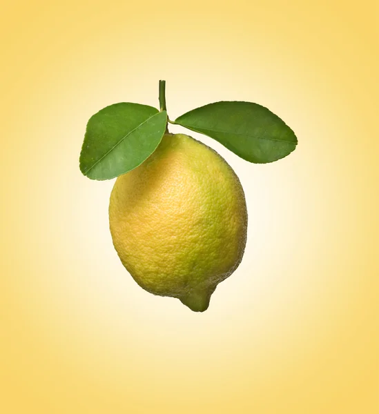 Zitrone auf Zweig — Stockfoto