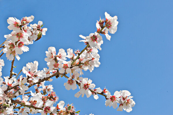 Almond flowers