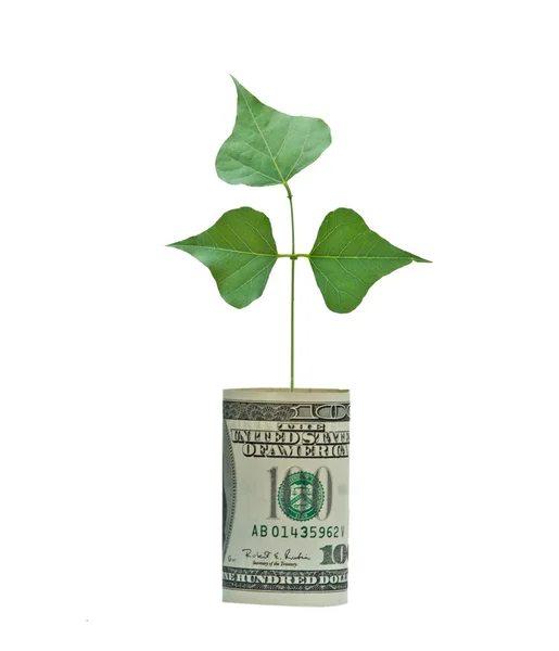 Tree growing from dollar — Stock Photo, Image