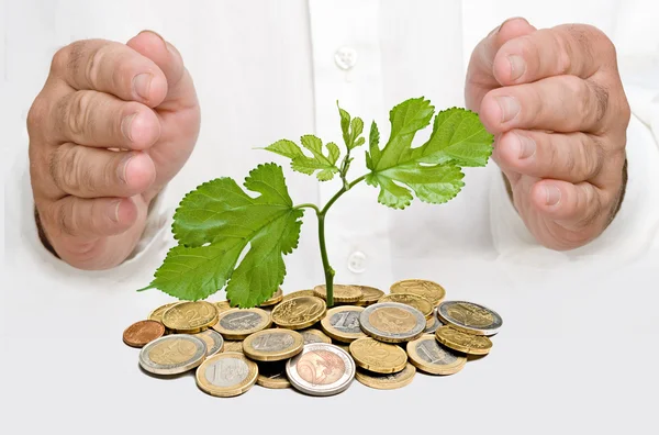 Palms ptotecting a tree growng from pile of coins — Stock Photo, Image