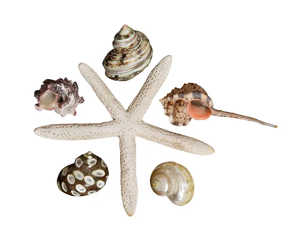 Közelkép a tengeri csillag és a tengeri kagylókból — Stock Fotó