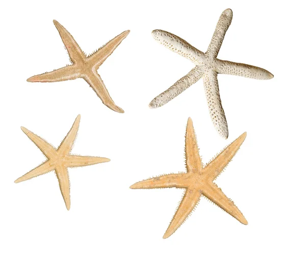 Starfishes yakın çekim — Stok fotoğraf