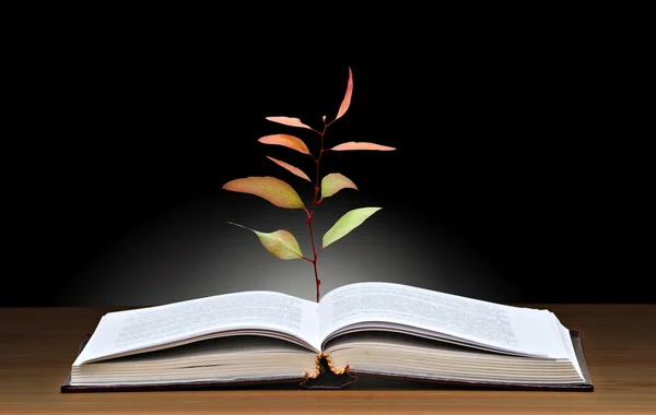 Дерево, що росте з відкритої книги — стокове фото