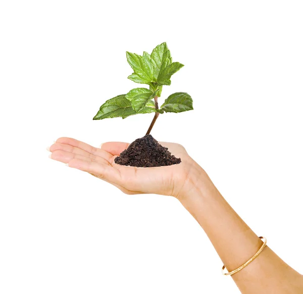 stock image Tree shoot in hand as a symbol of nature potection