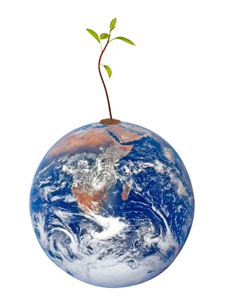 Дерево на Земле как символ мира и питания мира. Элемент — стоковое фото