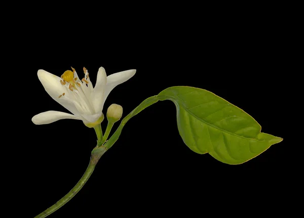 Flor cítrica — Fotografia de Stock
