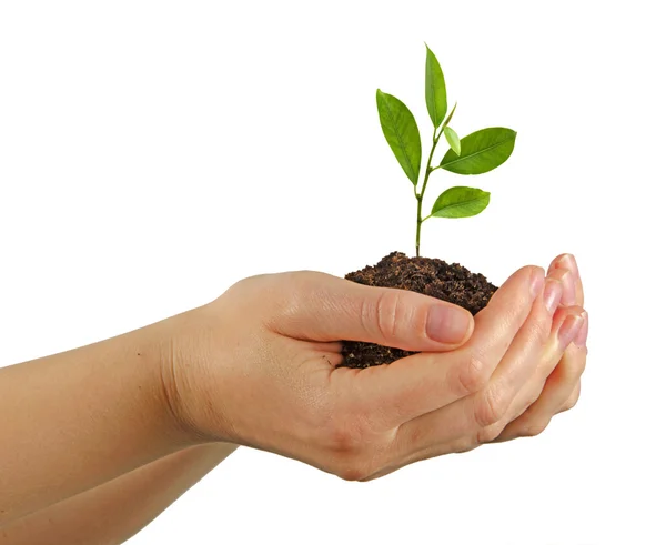 Tree growing from soil — Stock Photo, Image