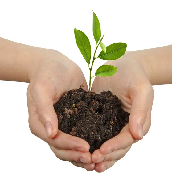 Tree growing from soil — Stock Photo, Image