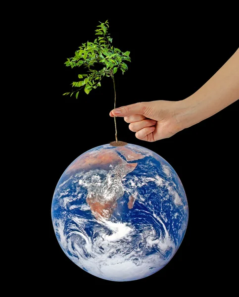 Árbol en la Tierra como símbolo de paz y alimentación del mundo.Elemento — Foto de Stock