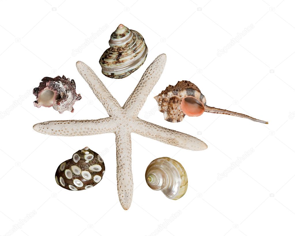 Close up of starfish and seashells