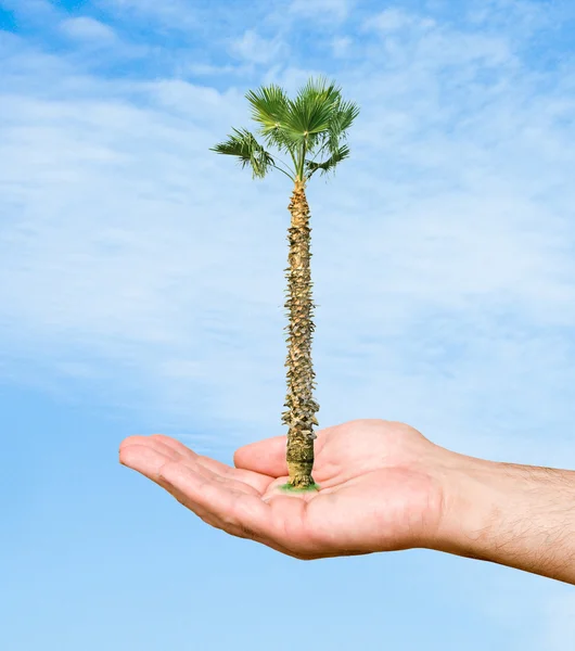 자연 보호의 상징으로 손에 들고 있는 야자나무 — 스톡 사진